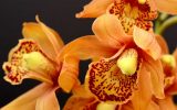 Die schönsten Orchideen für Ihren Garten